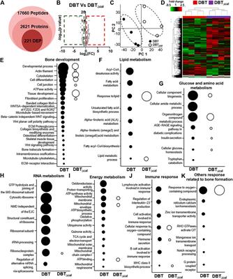 Integrated Omics Reveals the Orchestrating Role of Calycosin in Danggui Buxue Tang, a Herbal Formula Containing Angelicae Sinensis Radix and Astragali Radix, in Inducing Osteoblastic Differentiation and Proliferation